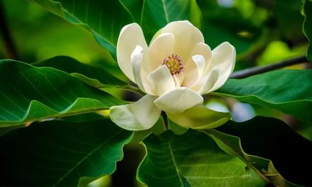 Foglia di angiosperma