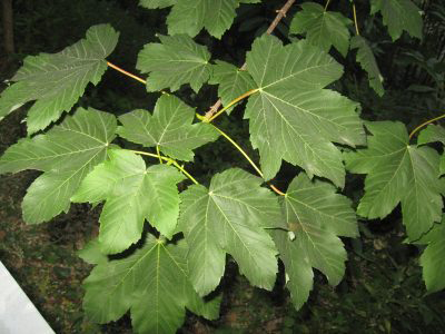 Acero monte4