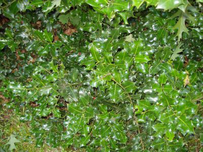 Agrifoglio2