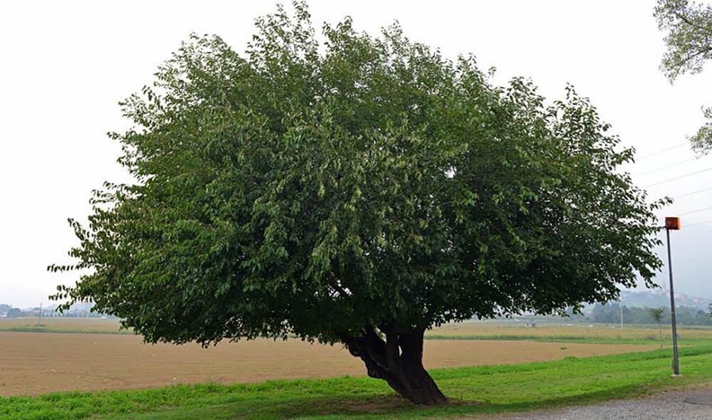 Gelso nero