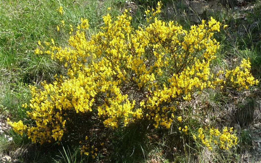 Ginestra dei Carbonai