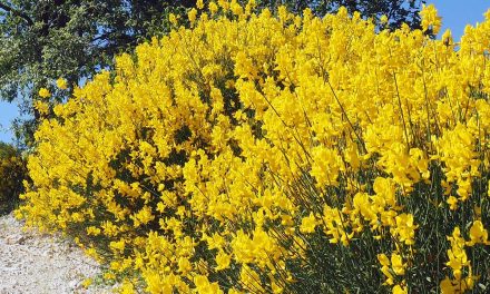 Ginestra odorosa