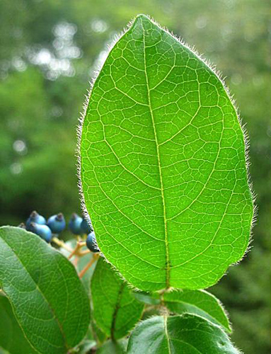Lentaggine2