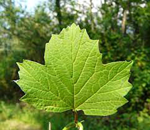 Palla3