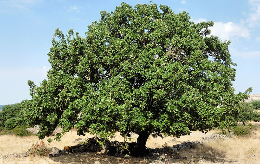 Roverella