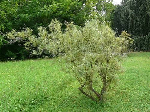 Saliceri1