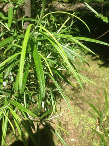 Saliceri2