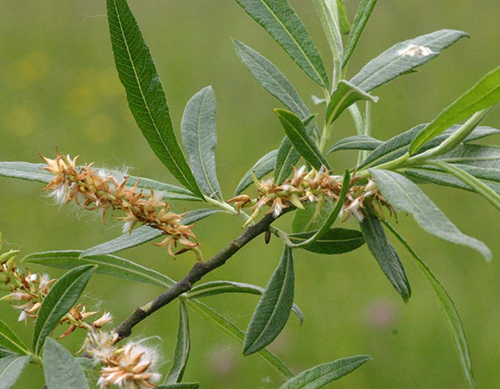 Saliceri3