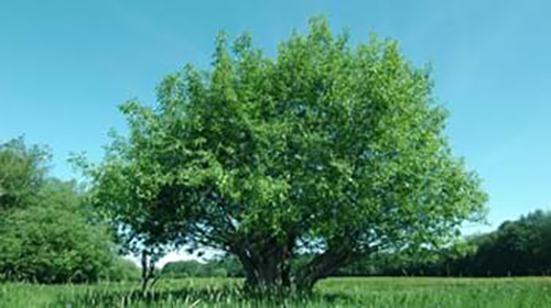 Salicone1